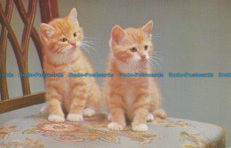 R035064 Old Postcard. Kittens. Salmon - Welt