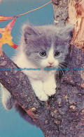 R035066 Old Postcard. Up A Tree. Kitten - Monde