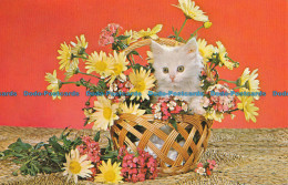 R035068 Fresh As A Daisy. Kitten And Flowers. Louis And Virginia Kay - Welt