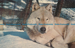R035072 Canis Lupus Nubilus At The Lobo Wolf Park - Monde