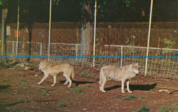 R035073 Lobo Wolves At Wolfe Park. Richard C. Miller - Welt