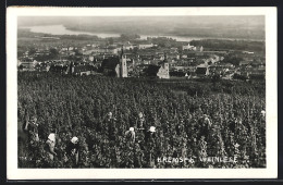 AK Krems A. D. Donau, Anwohner Bei Der Weinlese  - Sonstige & Ohne Zuordnung