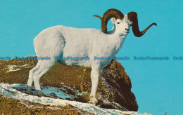 R035171 Alaskan White Dall Sheep. A Trophy In Any Hunters Gunsight. J. And H. Sa - Wereld