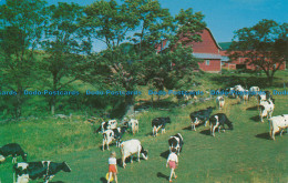 R035298 Bringing In The Cows Down On The Farm. Dexter Press - Wereld