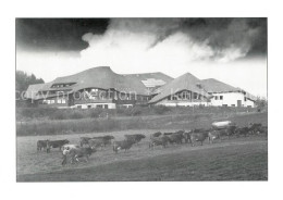 73281137 Ueberlingen Bodensee Freie Waldorfschule Kuhherde Reongoldshausen Ueber - Überlingen