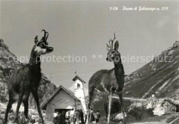 73280647 Passo Falzarego Kapelle Gemsen Passo Falzarego - Sonstige & Ohne Zuordnung