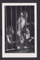 Ansichtskarte Tiere Affen Käfig Circus Willy Hagenbeck Dressurschau - Autres & Non Classés