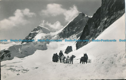 R011189 Jungfraujoch 3457 M. Polarhunde. Goetz - World