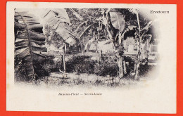 08022 ● FREETOWN Banana-Plant SIERRA LEONE Bananeraie Plantation Bananiers Banane 1900s - Sierra Leone