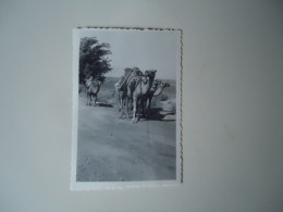 EGYPT   POSTCARDS SMALL PHOTO 1933 CAMELS     MORE  PURHASES 10% DISCOUNT - Other & Unclassified