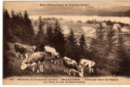 Malbuisson Paturage Dans Les Sapins Vaches - Sonstige & Ohne Zuordnung