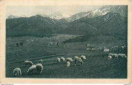 CPA Zakopane-Owce-Timbre-RARE-Moutons       L1739 - Pologne