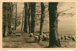 Delcampe - CPA Notre Beau Limousin-Moutons       L1103 - Limousin