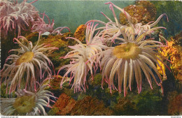 CPA Monaco-Aquarium-Anémones Sulcata     L1070 - Museo Oceanografico