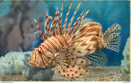 CPA Monaco-Aquarium-Pteroïs Volitans      L1070 - Other & Unclassified