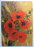 FLEURS - Coquelicots - Bloemen