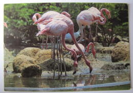 OISEAUX - Flaments Roses - Birds