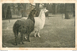 CPA Wien-Schönbrunn-Lama   L1275 - Sonstige & Ohne Zuordnung