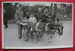 1966 Park Zoologique De Barcelona Attelage De Chèvres Famille Balagué  éditeur Voir Cachet Dos Scanné - Barcelona