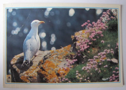 OISEAUX - Goéland - Birds