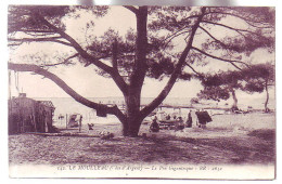 33 - LE MOULLEAU - PIN GIGANTESQUE - ANIMÉE - - Arcachon