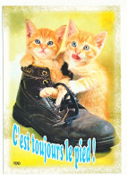 CPSM / CPM 10.5 X 15  Chaussure Chat (38) Chatte Et Chaton   "C'est Toujours Le Pied" - Cats