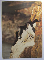 OISEAUX - Petits Pingouins - Birds