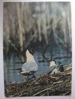 OISEAUX - Mouette Rieuse - Vögel