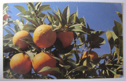 FRUITS - Oranges - Bäume