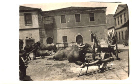 SALONICA 1917 - PHOTO CARD - BOEUFS Attendant L'ATTELAGE - Grecia
