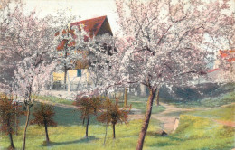 Scenic Postcard Hungary Orchard - Ungarn