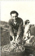 Vendanges En Beaujolais Faiseur De Bennes - Autres & Non Classés