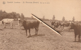 Sint-Antonius-Brecht, Gesticht Joostens, Vee Op De Weide, 2 Scans - Zörsel