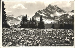 11653316 Braunwald GL Krokuswiese Braunwald - Sonstige & Ohne Zuordnung