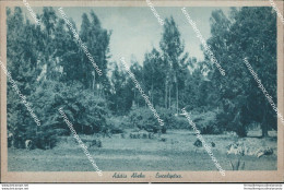 Be642  Cartolina Addis Abeba Eucaliptus  Ex Colonie Etiopia - Andere & Zonder Classificatie