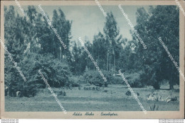 Be643  Cartolina Addis Abeba Eucaliptus  Ex Colonie Etiopia - Andere & Zonder Classificatie