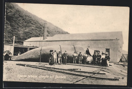 CPA Durban, Caught Sperm Whale  - Sudáfrica