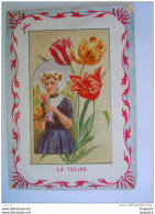 Chromo Fleurs Bloemen La Tulipe Femme D'Hollande  Librairie Hachette Paris - Altri & Non Classificati