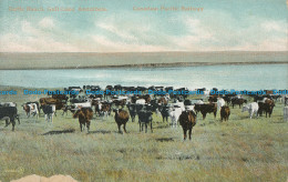 R012672 Cattle Ranch Gull Lake. Assiniboia. Canadian Pacific Railway. Valentine - Welt