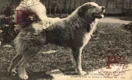 FRANCIA. FRANCE. Type De Chien Des Pyrénées Pur " Gazost 1er , Chenil Du Club Des Pyrénées à Argeles. PERRO. DOG - Argeles Gazost