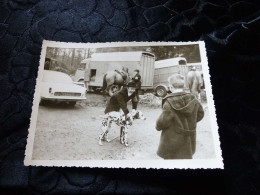 P-20 , Photo Automobile Et Fourgon, Renault Floride Et Fourgon Transport De Chevaux, Chien Dalmatien - Automobiles