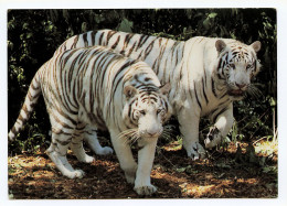 SAINT-AIGNAN-SUR-CHER - ZooParc De Beauval - Les Tigres Blancs - Saint Aignan