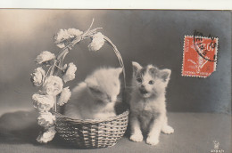  ***  CHATS *** CHATTS CHATONS  --  Photo Chats TTBE  écrite  N° 2782 --- TTBE   - Katzen