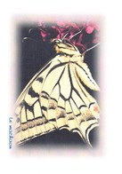 PAPILLON - Le Machaon - Tirage Limité 12 Ex - Papillons