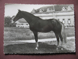 CPA CPSM PHOTO 71 HARAS DE CLUNY Cheval Pur-Sang Anglais Alezan RED ROCK  / RARE PLAN ? 1960 - Cluny