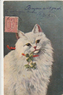  ***  CHATS *** CHATTS CHATONS  --  Par Illustrateur  Chat  N° 1988 -- Timbrée TB   1904 - Cats