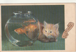 ***  CHATS *** CHATTS CHATONS  --   -- Chat Poissons Aquarium N°  705 écrite TTB - Gatti