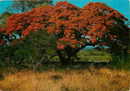 Ile De La Réunion - Flamboyants - CPM - Voir Scans Recto-Verso - Altri & Non Classificati