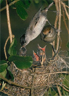 Animaux - Oiseaux - Fauvettes à Tête Noire - Carte Neuve - CPM - Voir Scans Recto-Verso - Vögel