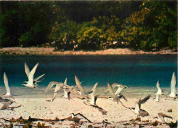 Animaux - Oiseaux - Sternes Huppées - Tahiti - CPM - Carte Neuve - Voir Scans Recto-Verso - Birds